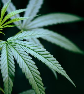 effets-court-long-terme-consommation-reguliere-fleurs-cbd